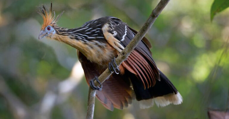 Hoatzin: Unbelievable Facts About The Evolutionary ‘Orphan’ Of The Bird World