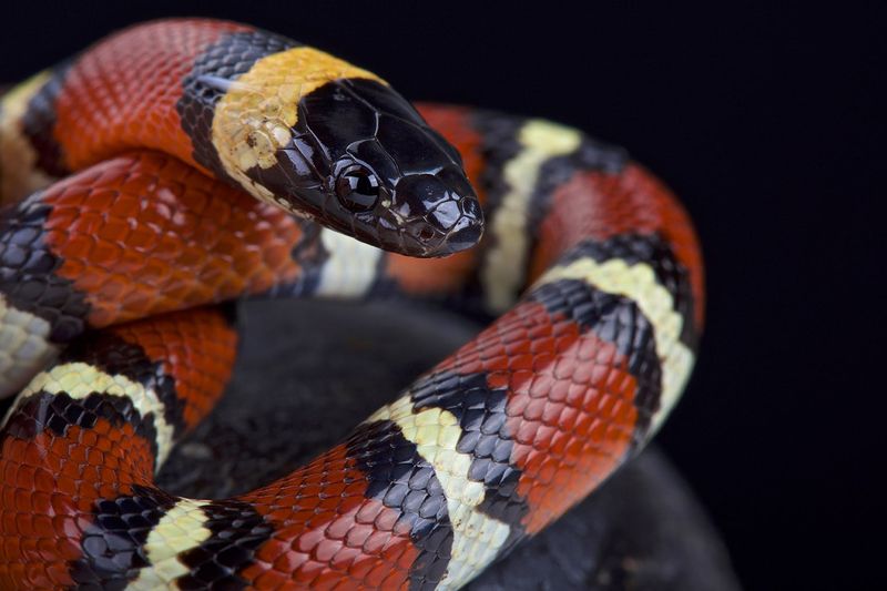 Milk Snake: The Colorful Charmer