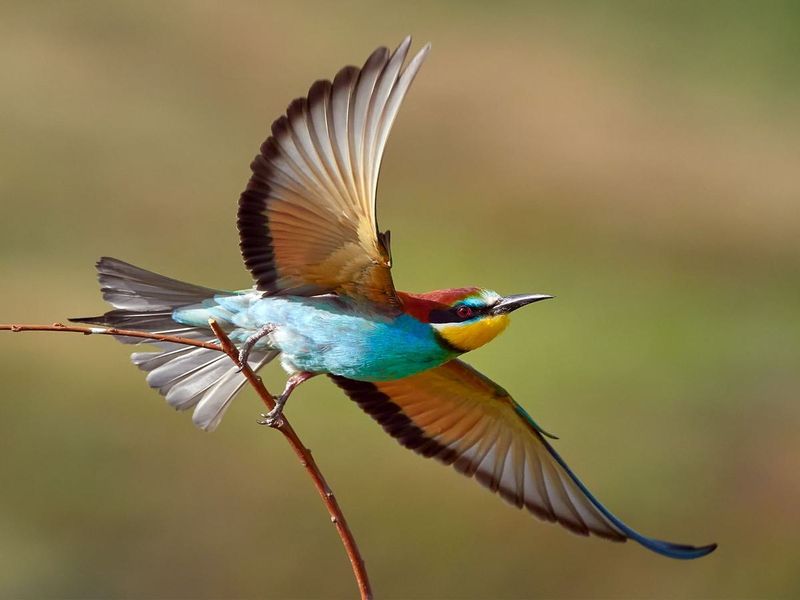 Asymmetrical Flight Feathers Generate Lift