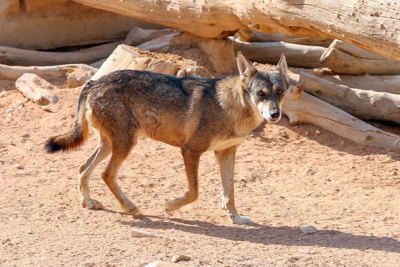 Arabian Wolves Survive Desert Heat