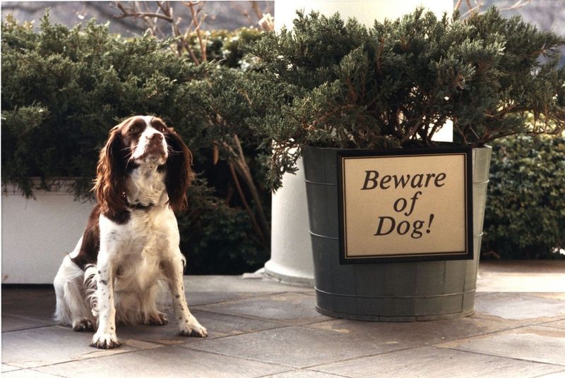 Superstar Spaniel: Bush's Millie Authored A Bestselling Book