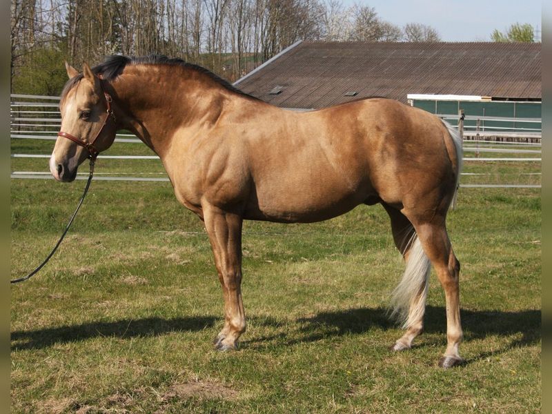 Quarter Horse