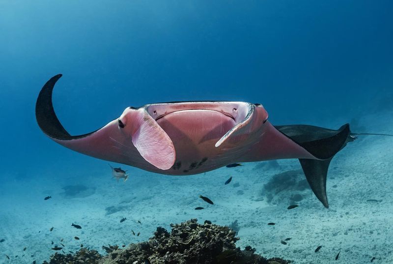 The Science Behind The Pink