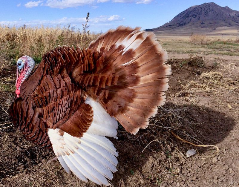 Heritage Preservers: Bourbon Red Turkeys