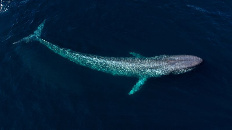 Blue Whale
