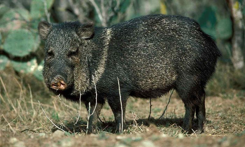 Wild Pigs: Hoofed Snake Hunters