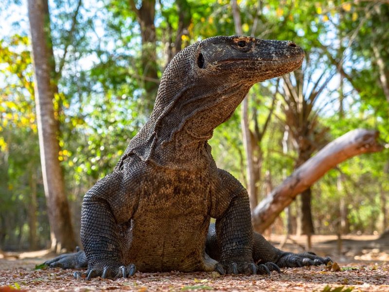Komodo Dragons: Venomous Behemoths