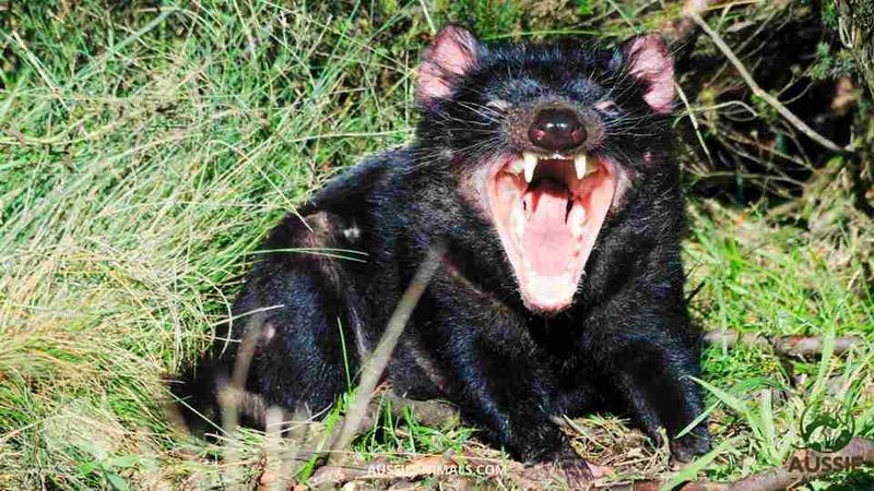 Tasmanian Devil