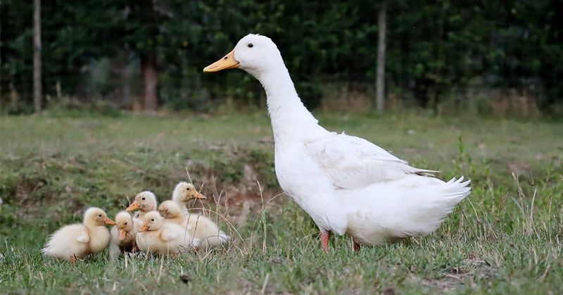 Ducks: Water-Loving Egg Layers