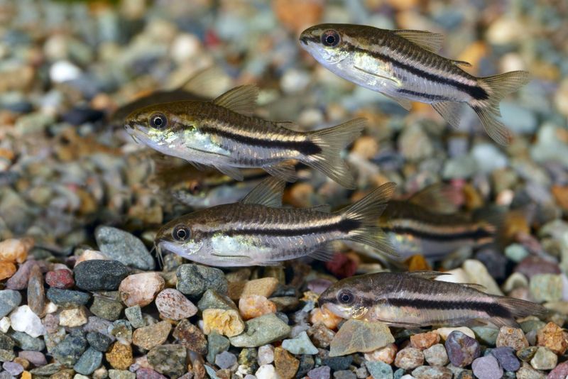 Pygmy Cory Catfish