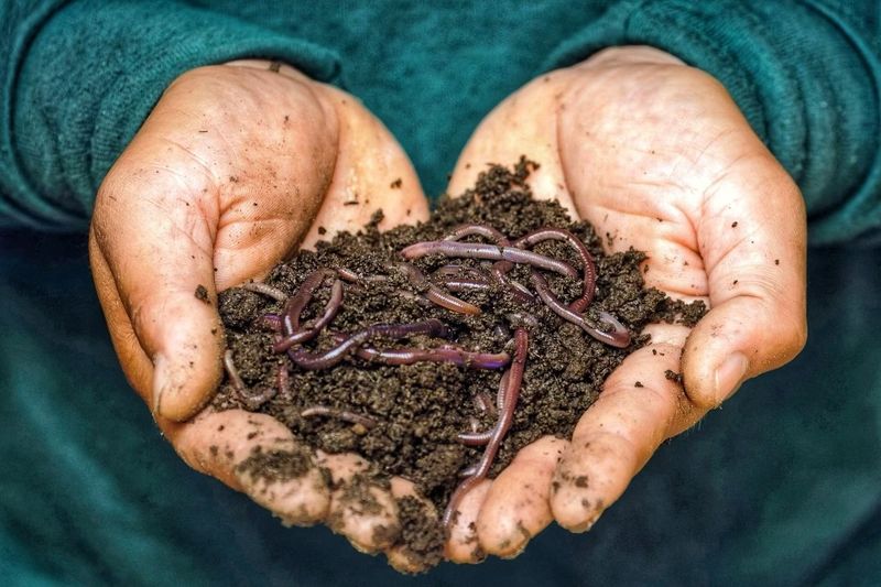 Earthworms: Underground Soil Engineers