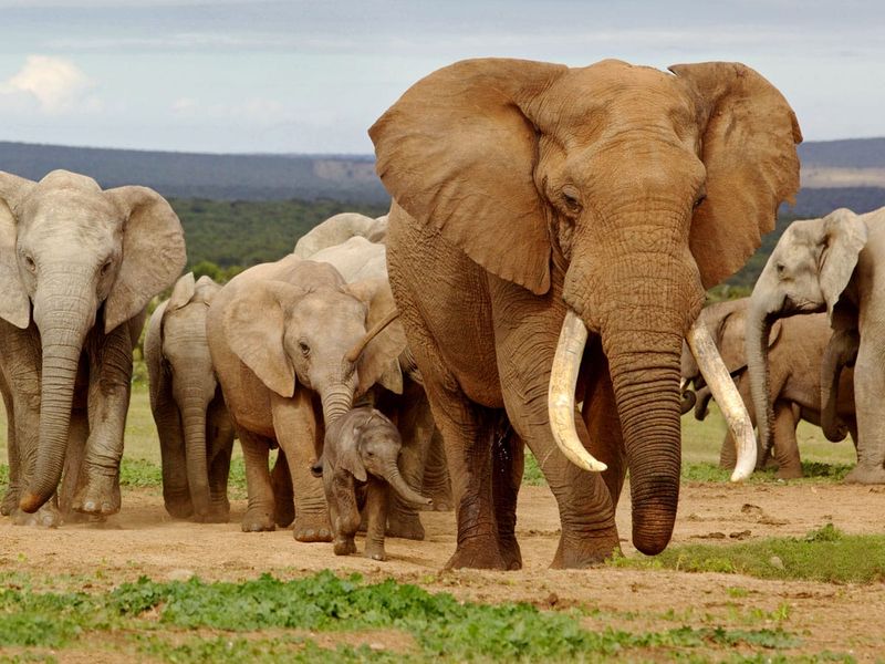 African Elephants: The Matriarchal Mentors