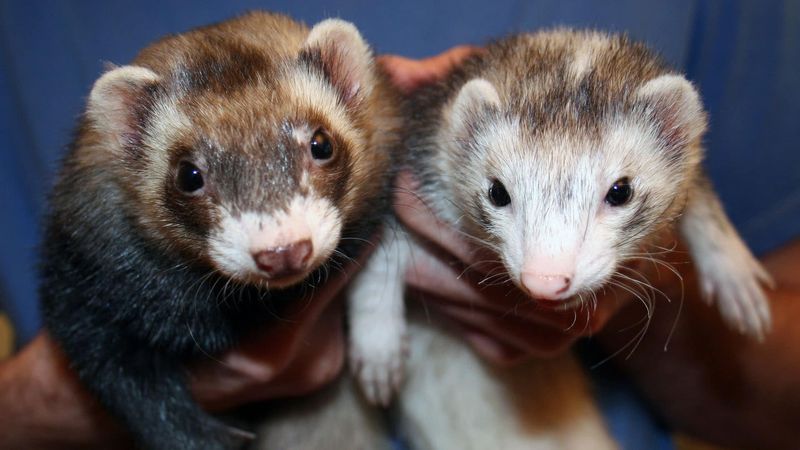 Ferrets
