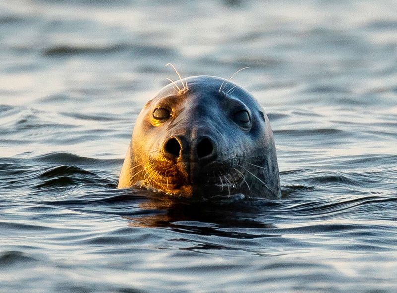 Blubber Kings: Grey Seals