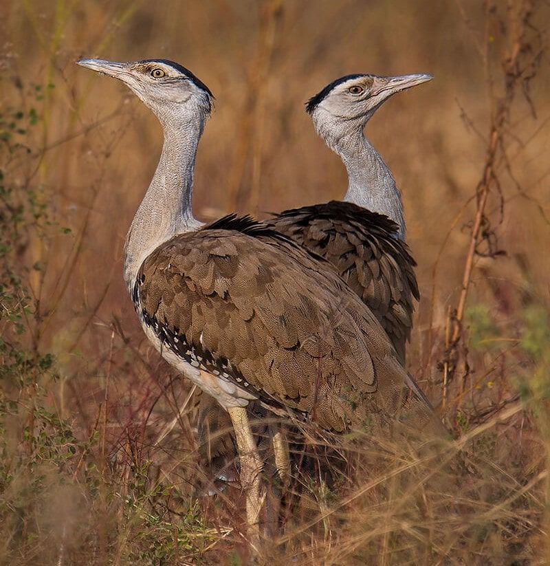 Great Indian Bustard