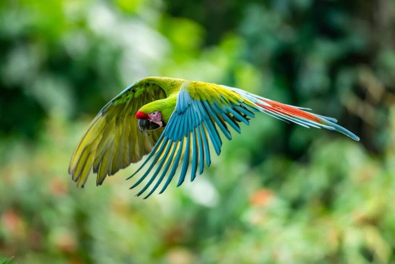 Great Green Macaw