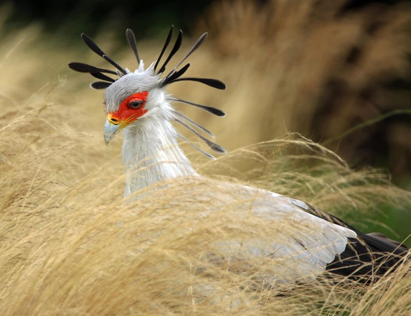 Secretary Bird's Perfect Lashes