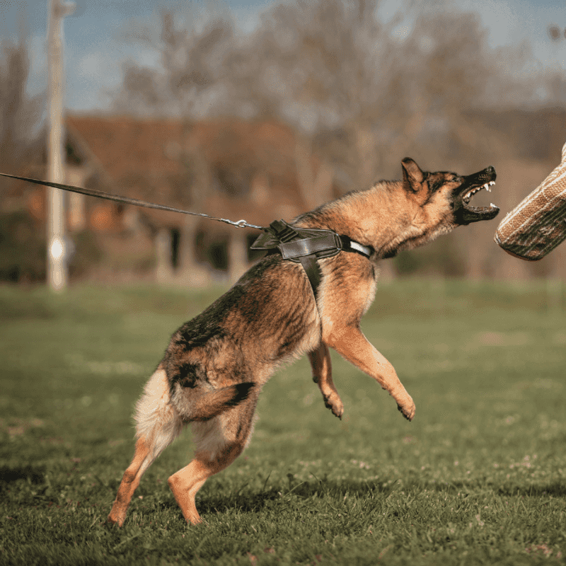 Redirected Aggression Strikes Unexpectedly