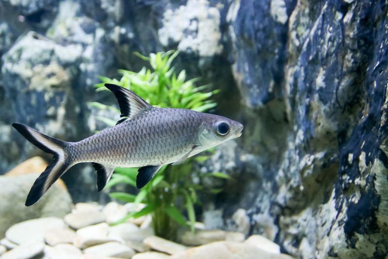 Freshwater Sharks: The Imposters Worth Considering