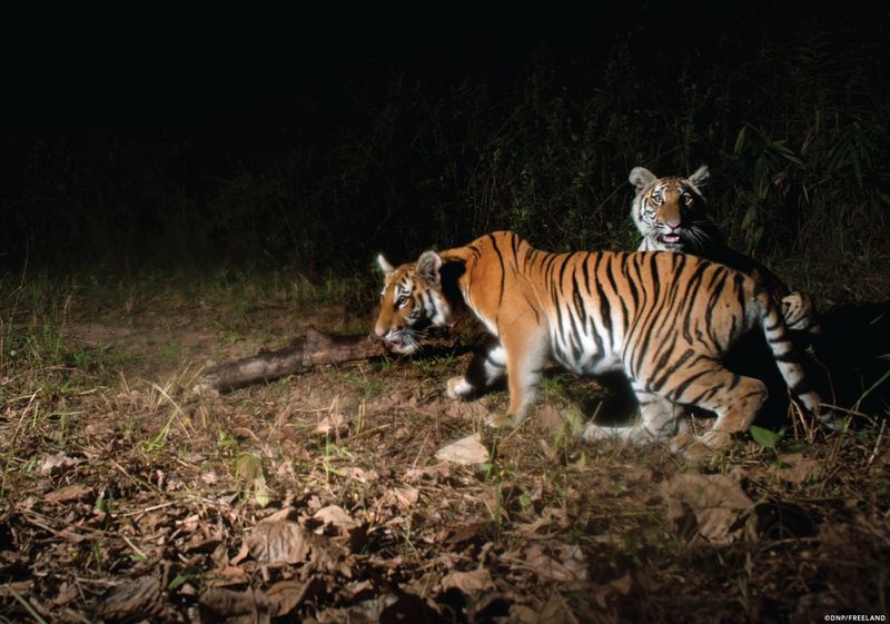 Stealthy Rulers Of The Jungle