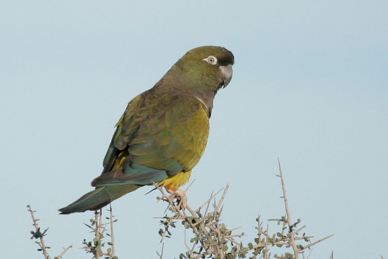 Burrowing Parrot