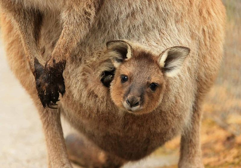 Kangaroo's Double Motherhood