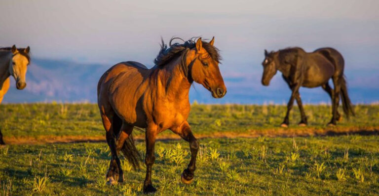 Horse Populations Across America: How Many Horses Call Each U.S. State Home