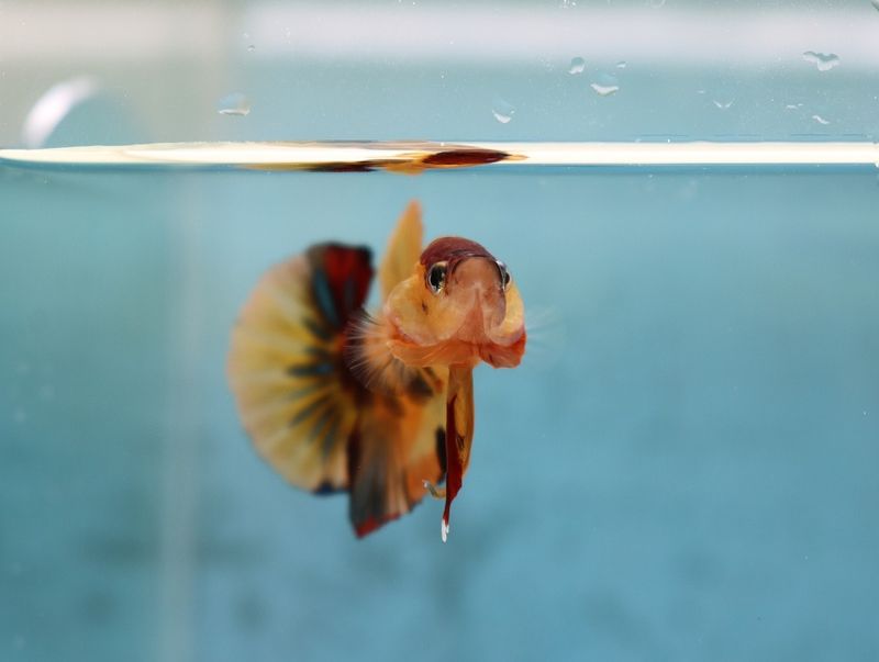 Fish Glass Surfing