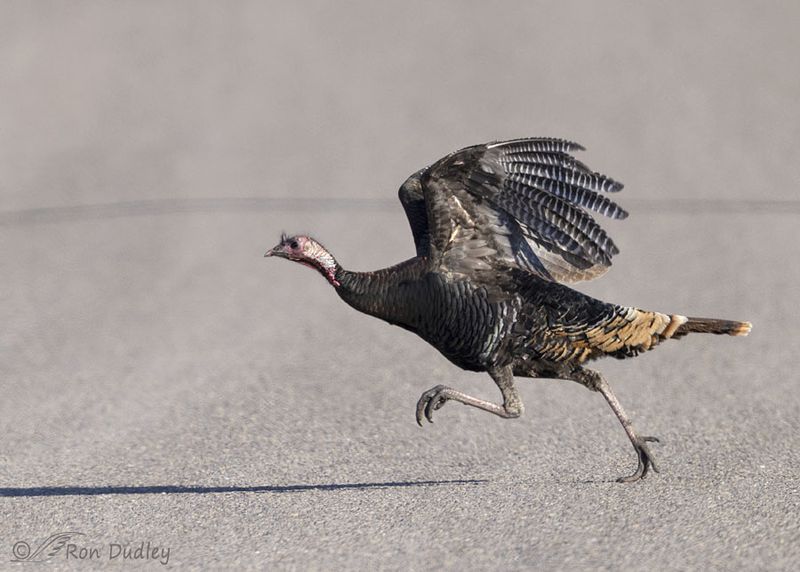 Wild Turkey