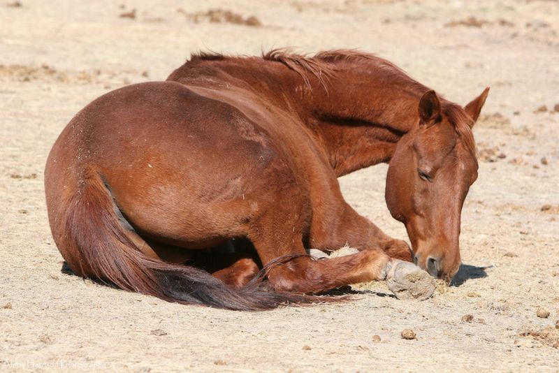 Horses And Their Unique Sleep Patterns