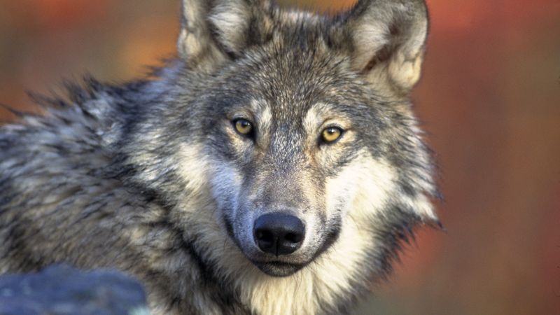 Wolves: Our First Animal Allies