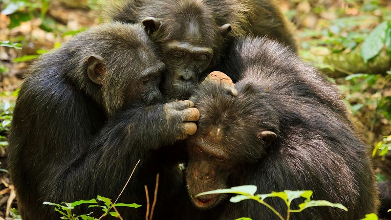 Chimps Practice Social Politics