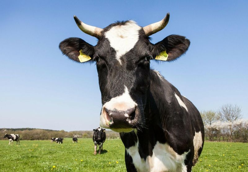 Cattle: The Unified Defenders