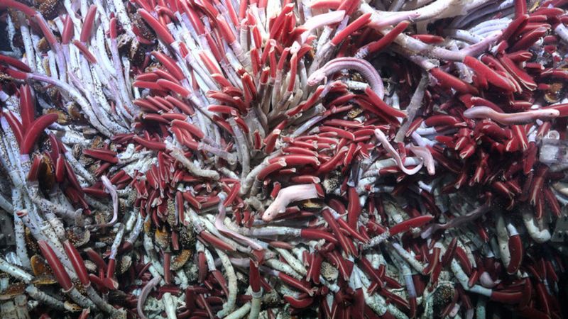 Deep Sea Tube Worms: Pressure-Proof Pioneers