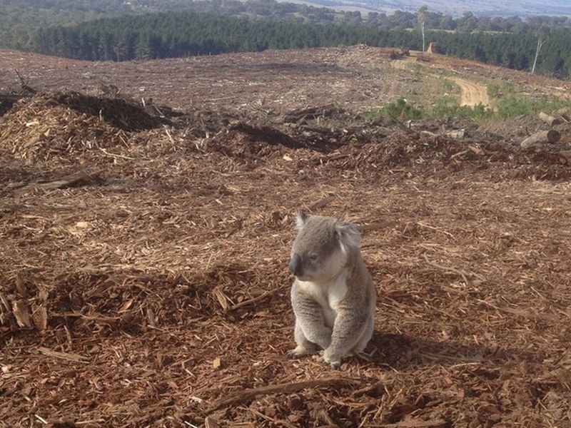 Boycott Products Contributing To Deforestation