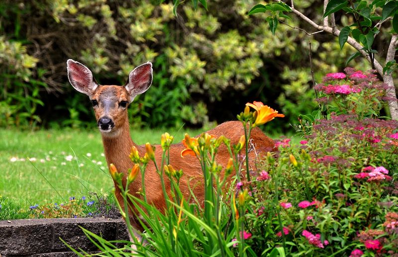 Daylilies: Irresistible From Buds To Blooms
