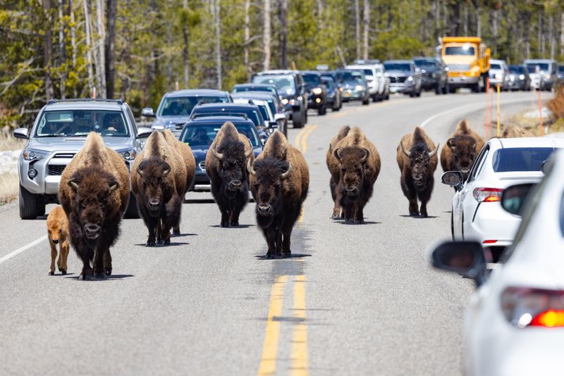 Traffic Stoppers