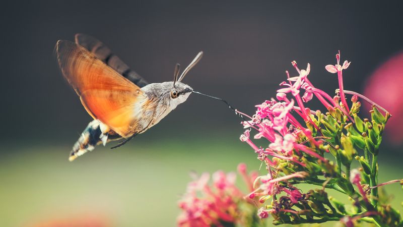 Hummingbird Moth: The Insect Impersonator