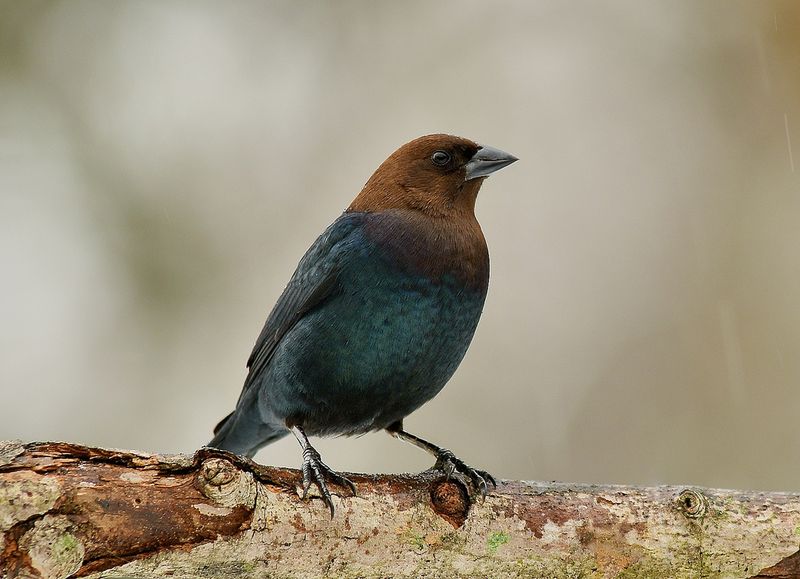Brown-Headed Cowbird