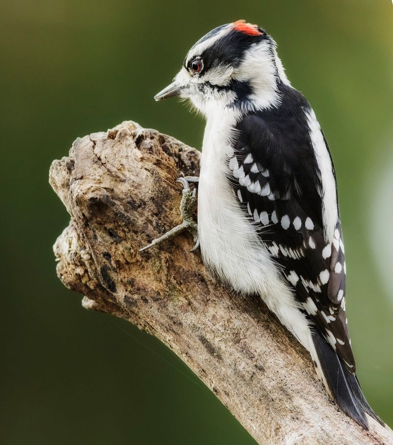 Downy Woodpecker - The Woodland Messenger