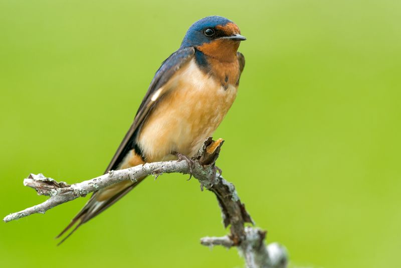 Barn Swallow