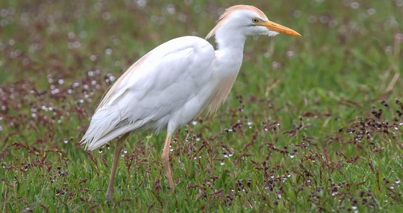 Cattle Egrets: Hitchhikers from Africa