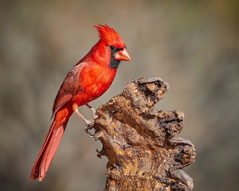 Northern Cardinal - The Scarlet Standout