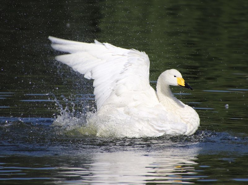 Mute Swan: Elegant Menace