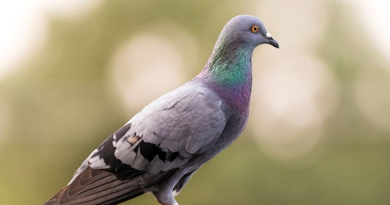 Rock Pigeon