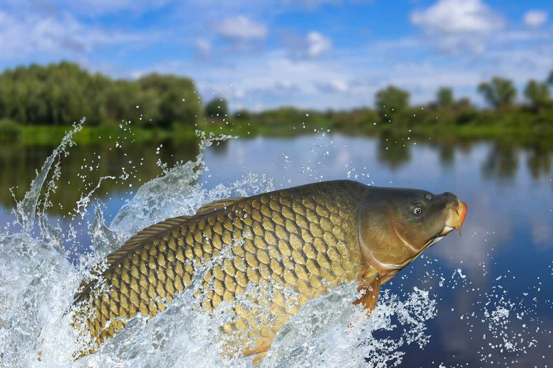 Asian Carp: River Invaders