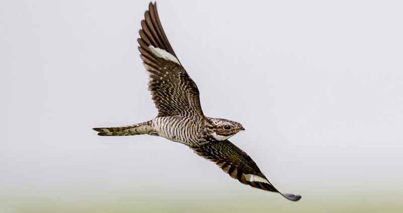Common Nighthawk