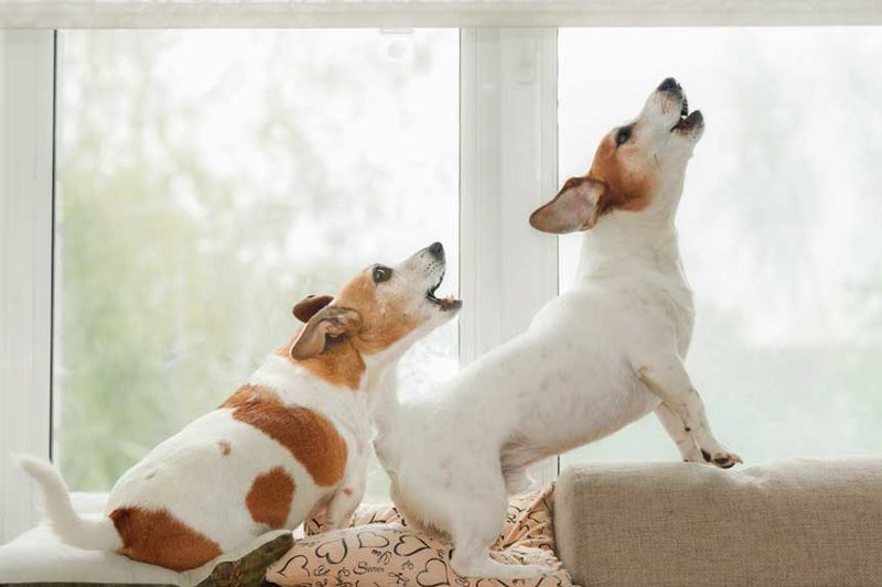 Barking Has Meaning
