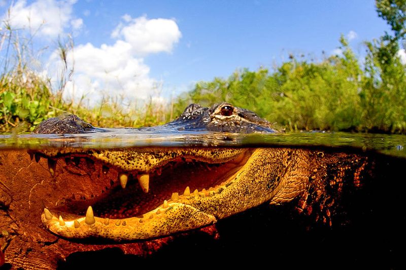 Everglades Alligators: Natural Climate Regulators