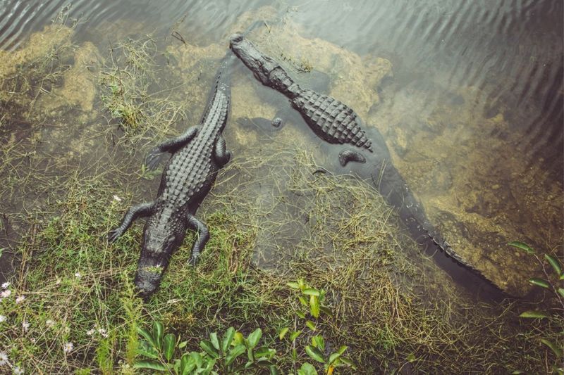 From Predator To Carbon Protector